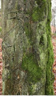 tree bark mossy 0020